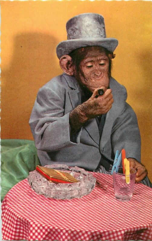 High hat monkey chimp cigar smoker semi-modern postcard