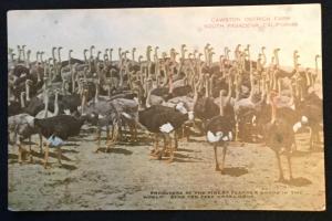 Cawston Ostrich Farm South Pasadena CA Unused Postcard LB