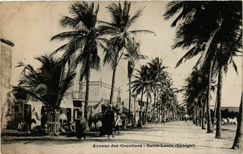 CPA AK SÉNÉGAL-Saint Louis-Avenue de Cocotier (331301)