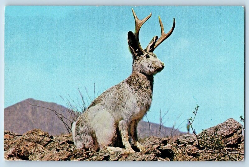 Animal Postcard Wild Jackalope Antelabbit Phoenix Arizona AZ 1964 Vintage