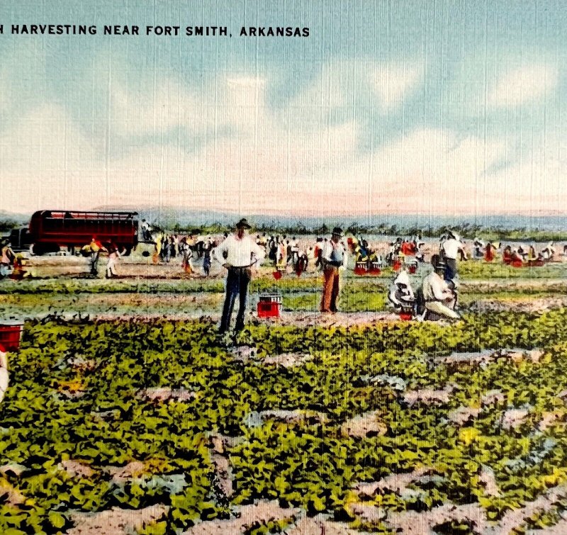 Spinach Harvesting Farm Postcard Fort Smith Arkansas 1943 PCBG11A