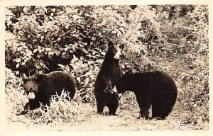 Bears Bear Unused real photo