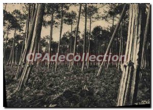 Postcard Modern Guyenne Gascogne Our under pine and ferns