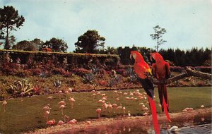 Mack and Marshall, two scarlet macaws at Miami's famous Parrot jungle Mack an...