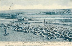 Postcard 1906 Montana Billings Sheep ready to load to Market Ovren MT24-469