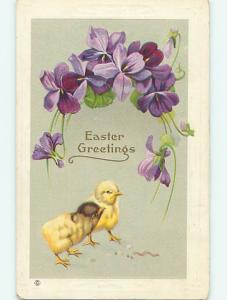 Unused Divided-Back easter RARE - YELLOW CHICK WITH A BLACK HEAD r2824