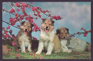 Collie Puppies Post Card K174