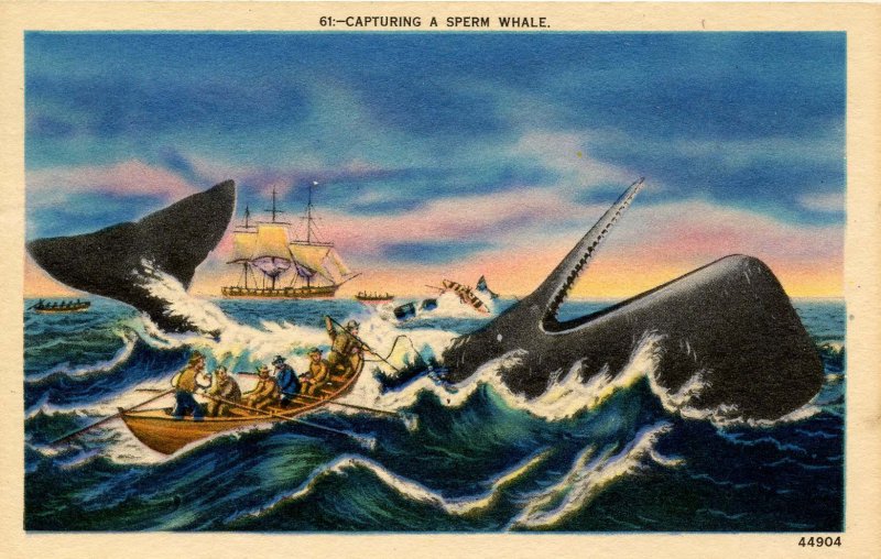 Capturing a Sperm Whale