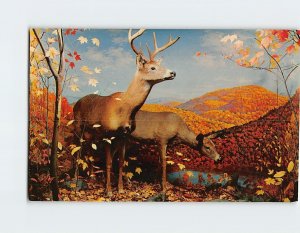 Postcard White-tailed deer, New York State Museum, Albany, New York