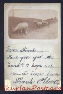 RPPC POTSDAM GERMANY 1898 SHEEP FARMING VINTAGE REAL PHOTO POSTCARD