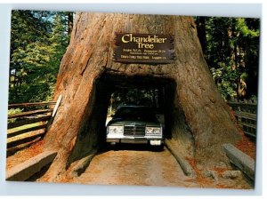 Vintage Chandelier Tree Drive Through Tree Park Leggett, CA. Postcard 7GE