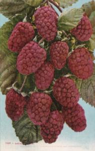 Fruit Loganberries Edward H Mitchell