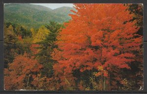 Tennessee - Fall Colors - Great Smoky Mountains - [TN-076]