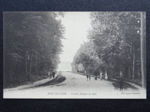 France Somme BOIS DE CISE Grande Avenue du Bois c1903 Postcard
