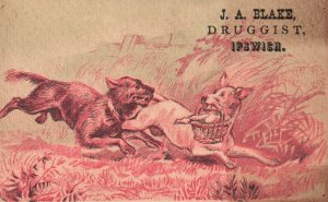 1880s-90s Dogs Stealing Picnic Basket J.A. Blake Druggist Ipswich MA Trade Card