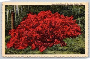 Mobile Alabama~Azalea Shrub In Bellingrath Gardens~1946 Linen Postcard