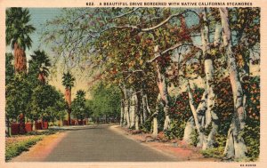 Vintage Postcard The Sycamore State's Arroyos And Washes California Western Pub.