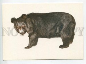 464465 Poland Bohdan Berg Tibetan Himalayan Bear circulation 5000 Old postcard