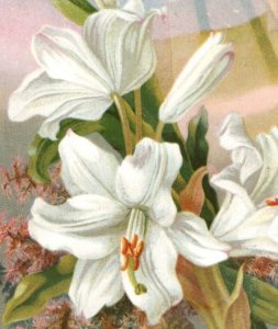 1870s-80s Victorian Religious Card Lovely White Easter Lilies Cross F105