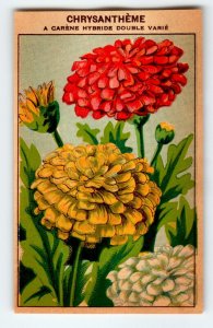 1920's Flower Art Print CHRYSANTHEME Lithograph Original Vintage For Seed Pack