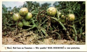 Advertising Insurance Crop Damage Rain and Hail Insurance Bureau Postcard X50