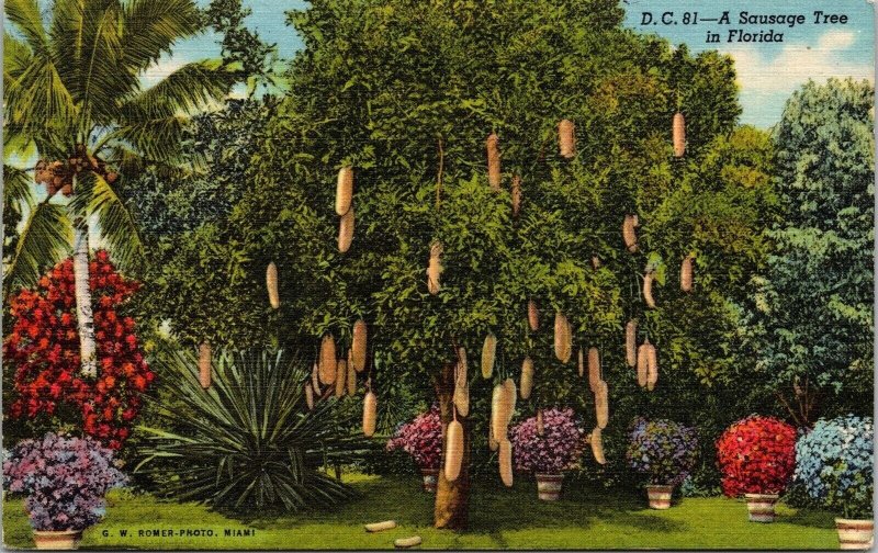 Sausage Tree Miami Florida FL Linen Postcard PM Apopka FL Cancel WOB Note 