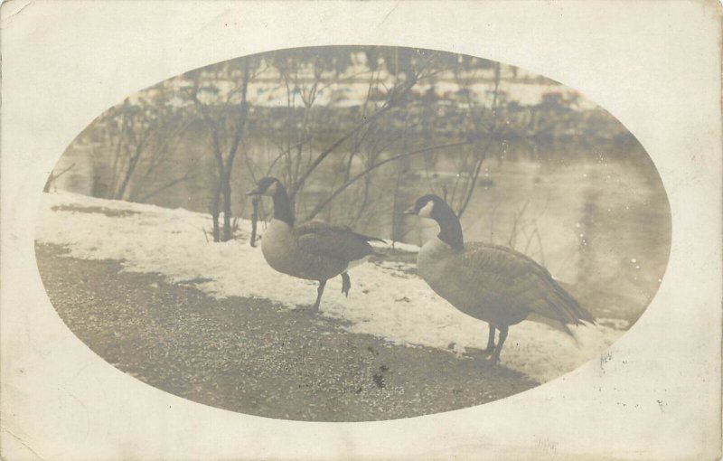 RPPC Canada Goose Geese By The River, Posted Chicago IL 1916