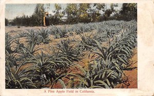 A Pine Apple Field in California Misc California  