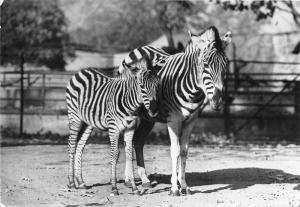 BG29453 zebra hoyerswerda tiergarten   germany CPSM 14.5x10cm