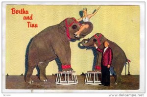 Bertha & Tina Elephant Act , NUGGET Casino , Sparks, Nrvada , 40-60s