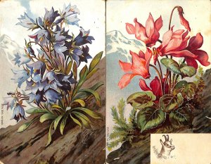 Alpine flowers unit of 2 vintage postcards 1900`s 