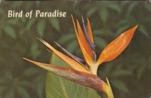 Flowers Bird Of Paradise 1973