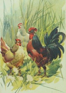 1870's-80's Victorian Trade Card Rooster & Hens In Tall Grass Fabulous! P81