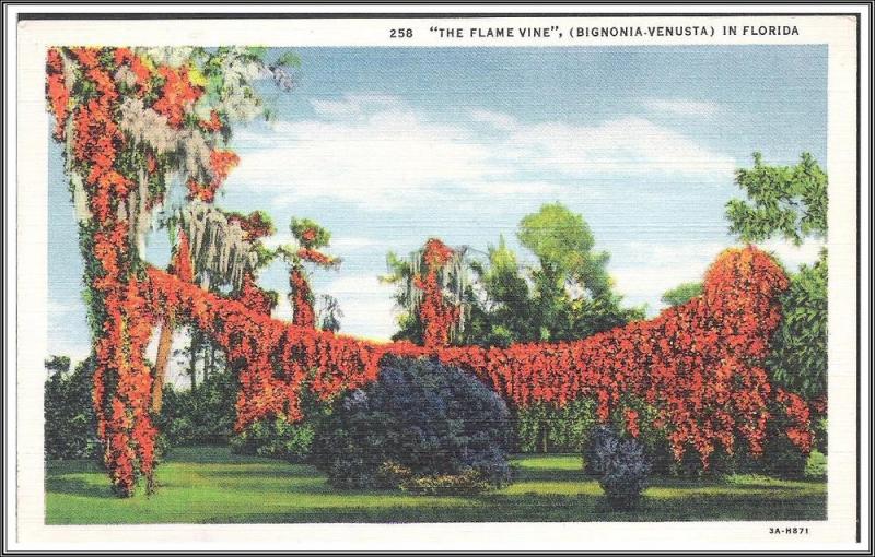 Florida Flame Vine - [FL-111]