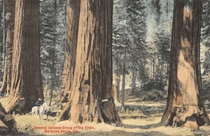 General Jackson Big Trees, Mariposa Grove, CA 1907 Hand-Colored Vintage Postcard 