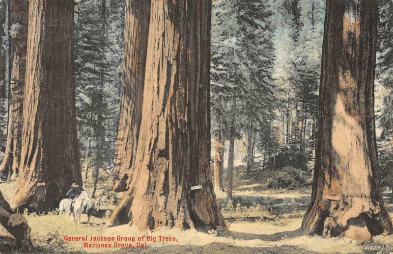 General Jackson Big Trees, Mariposa Grove, CA 1907 Hand-Colored Vintage Postcard 