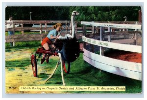 C. 1915-20 Ostrich Racing St Augustine Flordia. Postcard F135E