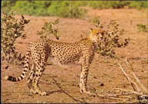 south africa, wildlife, CHEETAH (1970)