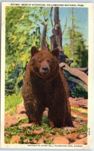 Postcard - Bear at Attention, Yellowstone National Park, Wyoming, USA