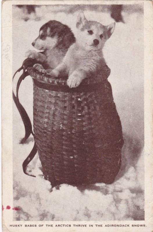 New York Adirondacks Husky Babes Of Arctic Thrive In The Adirondack Snows 1934