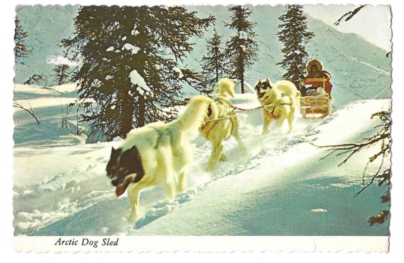 Arctic Dog Sled Team Vintage Alaska Joe 4X6 Postcard