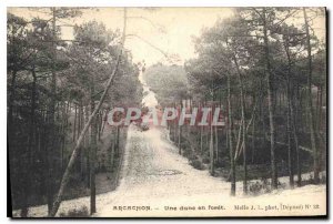 Old Postcard Arcachon a Dane in Foret