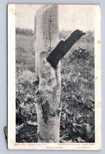 K2/ Berlin Wisconsin Postcard c1910 Cyclone Disaster Troxell Lumber Tree 506