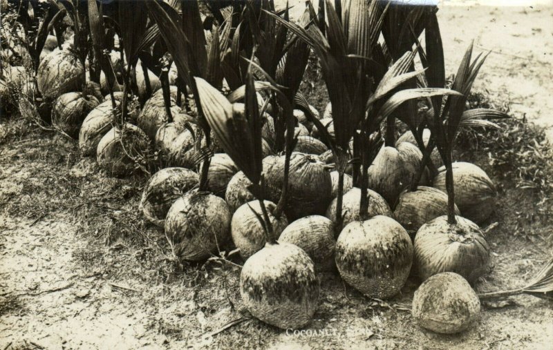 PC CPA SINGAPORE, COCONUTS, Vintage REAL PHOTO Postcard (b19735)