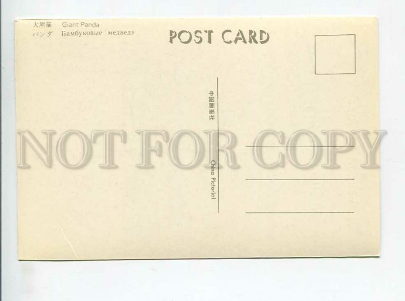 3179585 Giant Panda old postcard