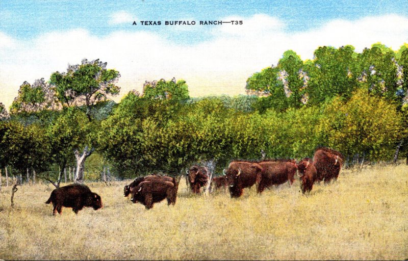 Texas A Typical Texas Buffalo Ranch