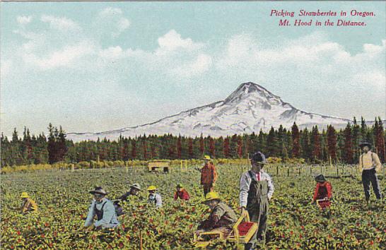 Picking Strawberries In Oregon With Mt Hood In The Distance