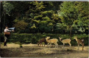 Calling Wild Deer to Feed, Big Basin CA c1945 Vintage Postcard T24