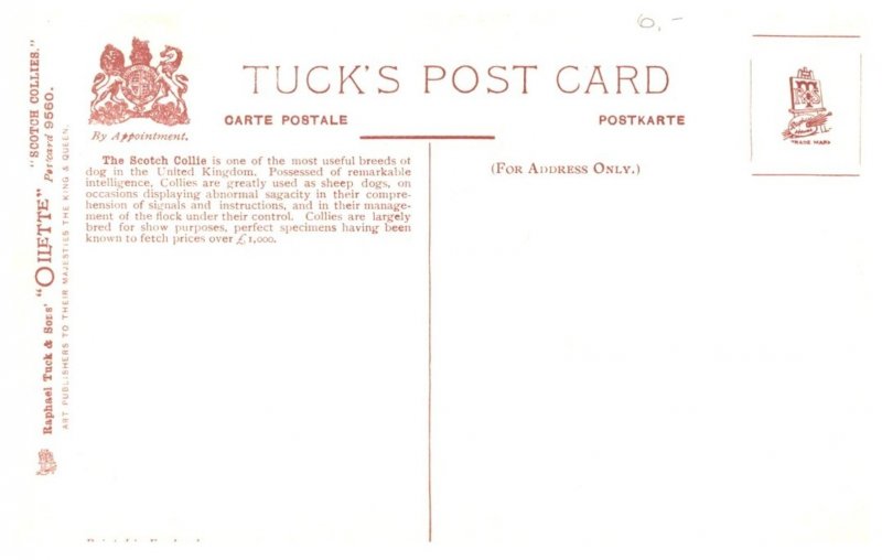 Dog ,   Scotch Collies