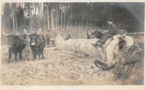 RPPC MEN OXEN LOGGING REAL PHOTO POSTCARD (c. 1915)